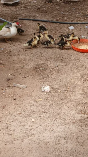 بط عربي البيع