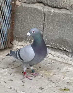 متاح فحل زاجل فايز بجنحه بيه ست شهايد مثل ما واضح بالصور مسجل اول و ثامن و رابع و 11 مرتين و 14