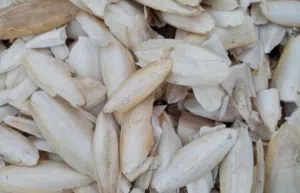 عظم الحبار للبيع