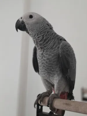 6 month old super jumbo African gray full friendly