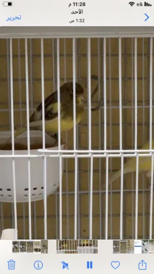 بيع كناري جمله