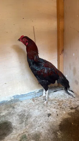 Pakistani aseel