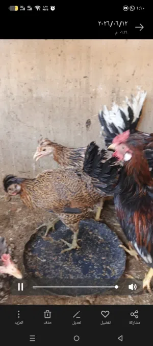 بيع دجاج كوتي افرق خط