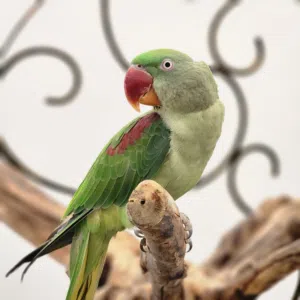 للبيع: ببغاء نيبالي (أنثى) مميزة وأليفة العمر سنة و8 أشهر