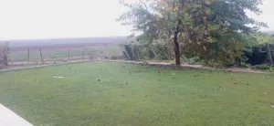 علي الشلال 