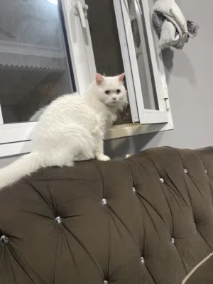 قط ذكر شيرازي اقرا الوصف