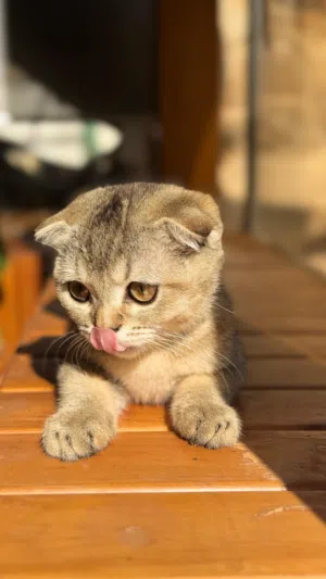 Scottish fold