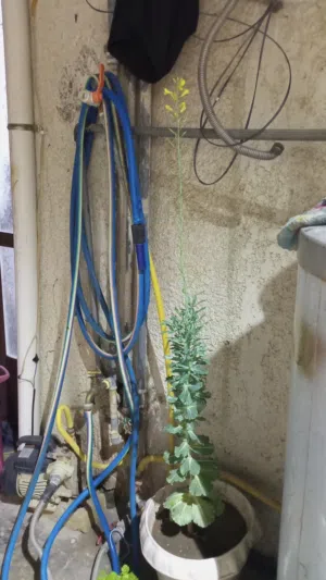 زرعه للبيع اسمه اهانه