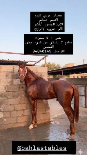 مهر عربي العمر 4 سنوات
