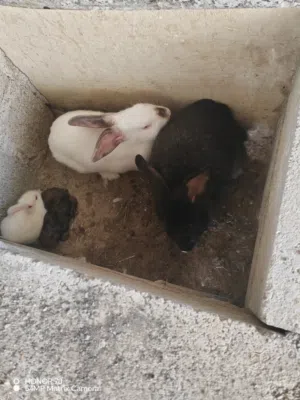 ارانب كاليفورنيا هولندي