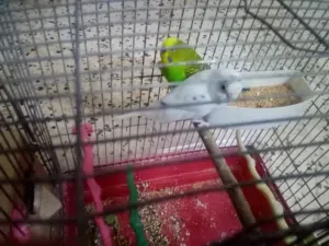 جوز طيور حب للبيع او للبدل بدون قفص