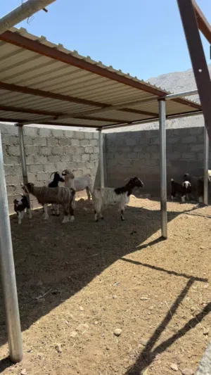 حلال كامل للعزبه