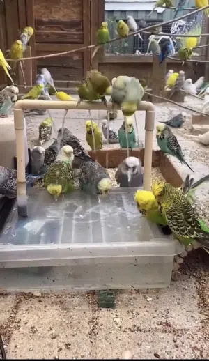 نستقبل طيور لتبني إذا عندك طير لتبني