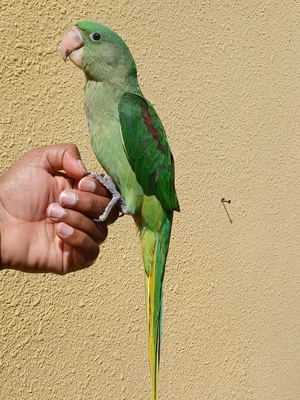 Alexander Nepali parrot