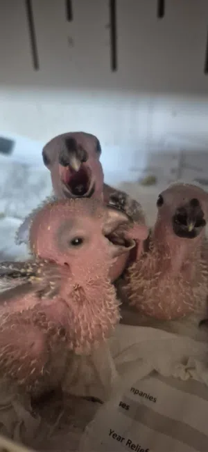 Sun Connure hand feeding chicks