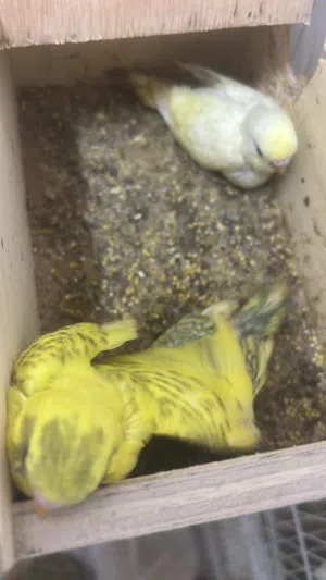 فروخ طيور هند