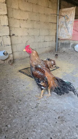 دجاج بكستاني