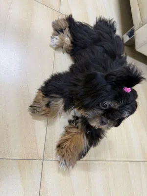 للبيع – شيتزو ذكر (Shih Tzu)