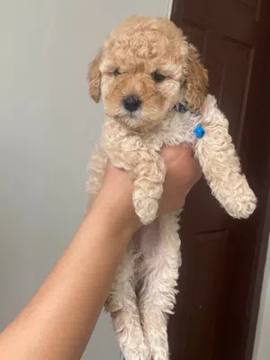 Sevimli yavru köpek sahiplendirilecektir! 2,5 aylık, çok tatlı ve oyuncu. Evde büyüdü, insanlar