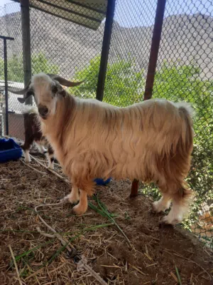 تيس عماني فحل للبيع