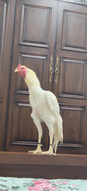 aseel rooster good fighter but i only used it  for breading