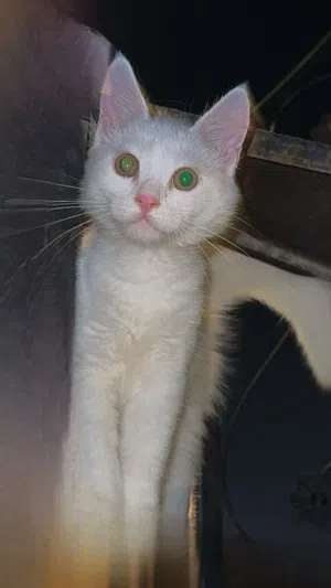 قط جميل عمره 4 شهور تقريباً