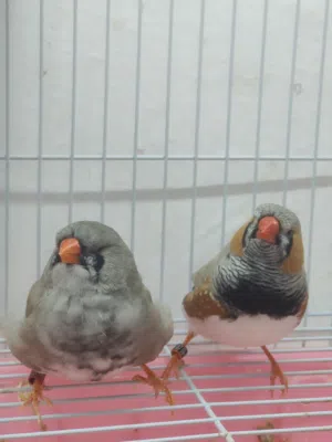 زوج ماكس دم انكلش