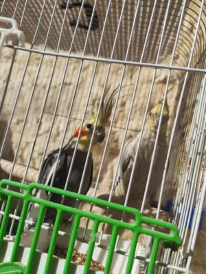 طيور روز و كوكتيل تحتهم بيض تفاصيل كاملة بالوصف...