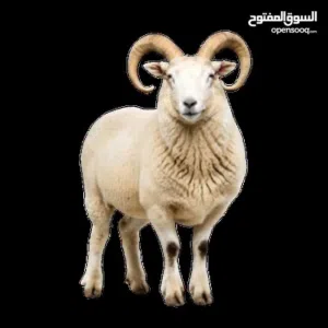 جزار في العيد دابح وسلخ وتقطيع وارجو الاتصال مسابق على الجوال وتفاهم