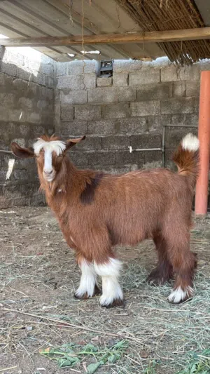 صخله بنت 6 شهور صغيره وحلوه