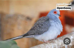 جميع انواع الطيور المعروظة بالصور موجوده التواصل على رقم الواتس فقط