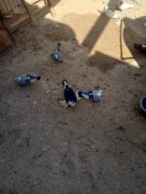 طيور للبيع