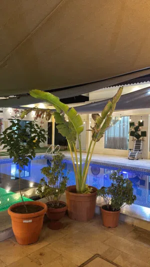 2 Bedrooms Farms for Sale in Al Batinah Barka