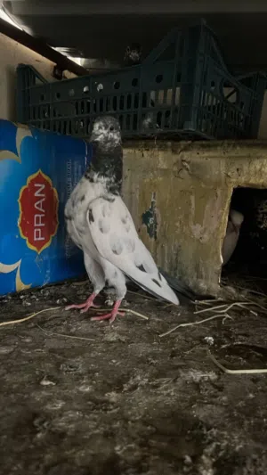 حمام للبيع التواصل واتساب