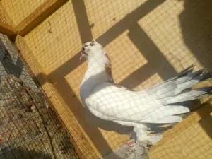 طيور لوت + تور