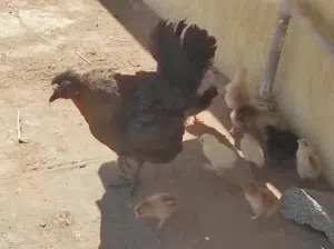دجاج وفلليس