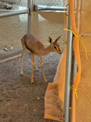 عنز للبيع حلال دار اصل