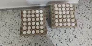 يوجد طبقين دحي عربي ربي يبارك تجميع جديد صالح أكل وتحضين