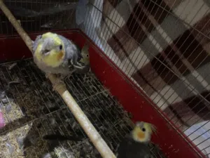 كوكتيل حبشي مع قفص كبير عدد3 ذكرين و أنثى