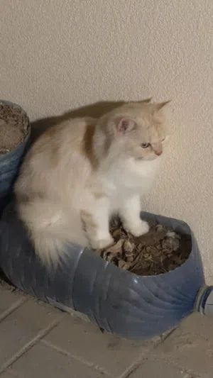 للبيع قطع شيرازيه