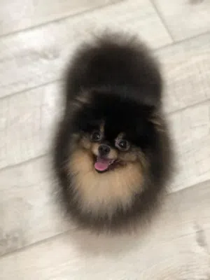 Male and female Super Pomeranian