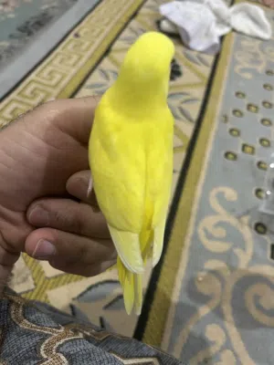 فروخ باجي هولندي