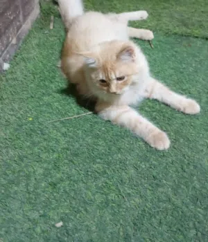 قط شيرازي للبيع