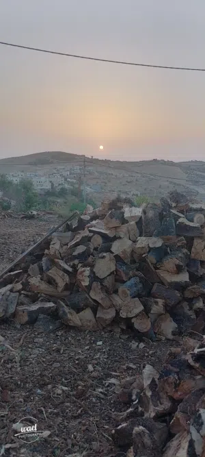 حطب زيتون مادبا