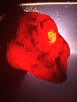 ماس احمر خام