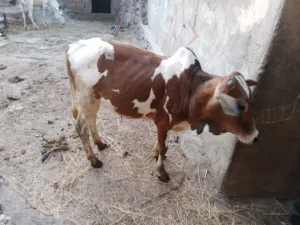 عجل بلدي عمر 3 اشهر