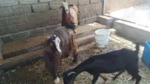 اغنام عمانية للبيع