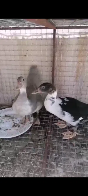 بط بصحه ممتازه للبيع