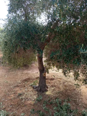 موجود اشجار زيتون للبيع معمره احجام مختلفه