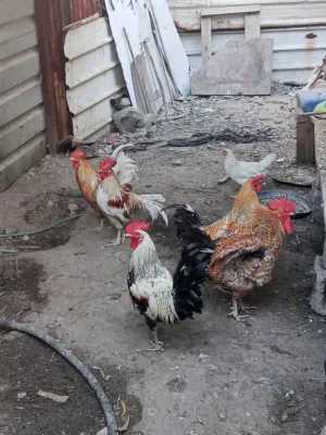 ديوجة بيت ربه ابو الخصيب البهادريه